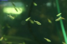 画像3: 【淡水魚】【通販】更に爆安 ブルーデビルテトラ【3匹 サンプル画像】(珍カラ)(生体)(熱帯魚)NKCK (3)