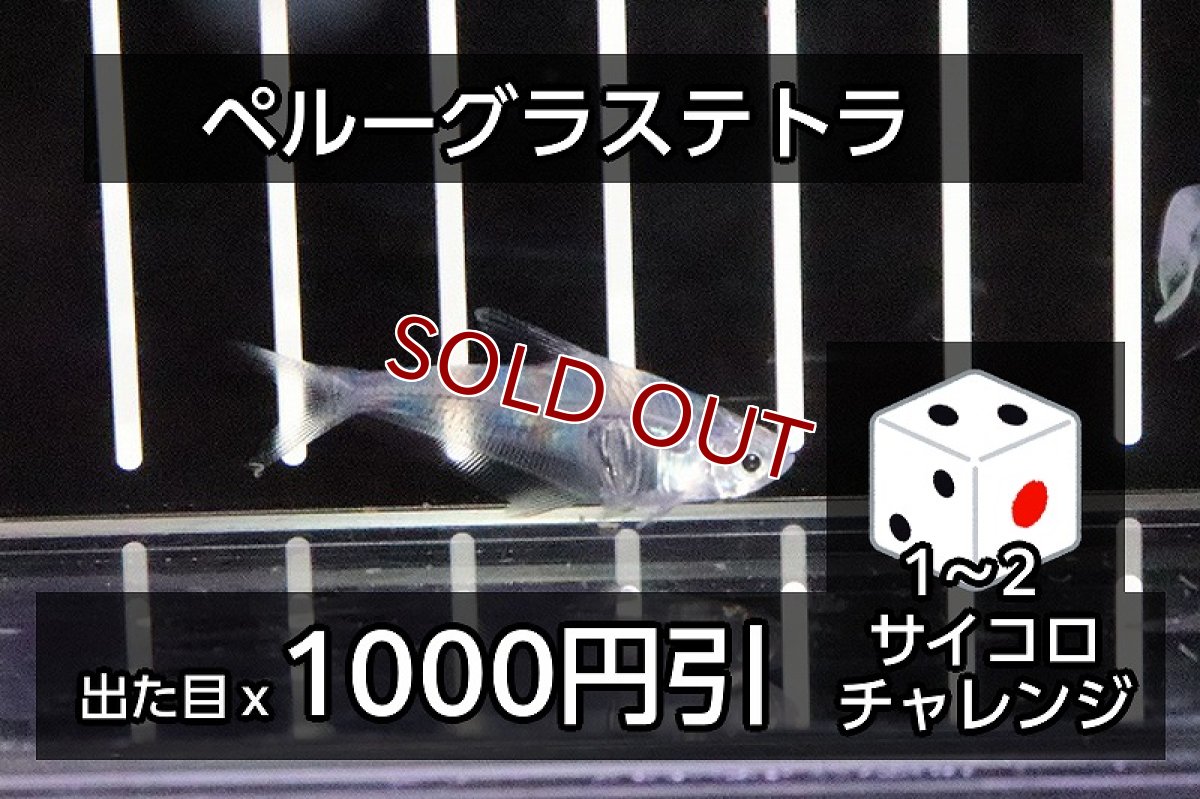 画像1: 【サイコロチャレンジ】【淡水魚】【通販】最大2000円OFF ペルーグラステトラ ワイルド【1匹 サンプル画像】(珍カラ)(生体)(熱帯魚)NKCK (1)