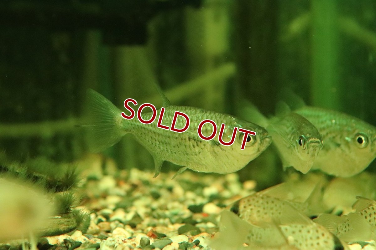 画像3: 【通販 淡水魚】特価 エロンゲートハチェット【１匹 サンプル画像】(珍カラ)(生体)(熱帯魚)NKCK (3)