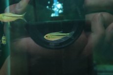 画像1: 【通販 淡水魚】ハイフェソブリコン シトラス カシンボ産 ワイルド【１匹 サンプル画像】(珍カラ)(生体)(熱帯魚)NKCK (1)