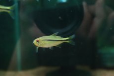 画像2: 【通販 淡水魚】ハイフェソブリコン シトラス カシンボ産 ワイルド【１匹 サンプル画像】(珍カラ)(生体)(熱帯魚)NKCK (2)