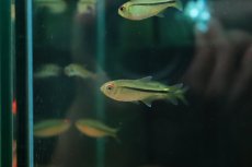 画像3: 【通販 淡水魚】ハイフェソブリコン シトラス カシンボ産 ワイルド【１匹 サンプル画像】(珍カラ)(生体)(熱帯魚)NKCK (3)