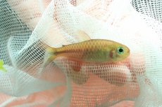 画像1: 【通販 淡水魚】モンクホーシャ クロロフタルマ ワイルド【１匹 サンプル画像】(珍カラ)(生体)(熱帯魚)NKCK (1)