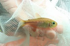 画像2: 【通販 淡水魚】モンクホーシャ クロロフタルマ ワイルド【１匹 サンプル画像】(珍カラ)(生体)(熱帯魚)NKCK (2)