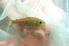 画像3: 【通販 淡水魚】モンクホーシャ クロロフタルマ ワイルド【１匹 サンプル画像】(珍カラ)(生体)(熱帯魚)NKCK (3)