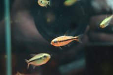 画像1: 【通販 淡水魚】激レア プラチナ イエローアプリコット ジュルエナ産 ワイルド【１匹 サンプル画像】(珍カラ)(生体)(熱帯魚)NKCK (1)