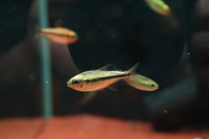 画像2: 【通販 淡水魚】激レア プラチナ イエローアプリコット ジュルエナ産 ワイルド【１匹 サンプル画像】(珍カラ)(生体)(熱帯魚)NKCK (2)