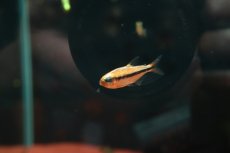 画像3: 【通販 淡水魚】激レア プラチナ イエローアプリコット ジュルエナ産 ワイルド【１匹 サンプル画像】(珍カラ)(生体)(熱帯魚)NKCK (3)