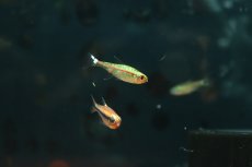 画像1: 【通販 淡水魚】激レア プラチナ ルブラインテトラ ワイルド【１匹 サンプル画像】(珍カラ)(生体)(熱帯魚)NKCK (1)