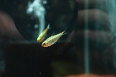 画像2: 【通販 淡水魚】激レア プラチナ ルブラインテトラ ワイルド【１匹 サンプル画像】(珍カラ)(生体)(熱帯魚)NKCK (2)