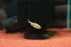 画像3: 【通販 淡水魚】激レア プラチナ ルブラインテトラ ワイルド【１匹 サンプル画像】(珍カラ)(生体)(熱帯魚)NKCK (3)