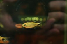 画像1: 【通販 淡水魚】大特価 ヘミグラムス cf ロドウェイ セアラ産 ワイルド【１匹 サンプル画像】(珍カラ)(生体)(熱帯魚)NKCK (1)
