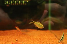 画像2: 【通販 淡水魚】大特価 ヘミグラムス cf ロドウェイ セアラ産 ワイルド【１匹 サンプル画像】(珍カラ)(生体)(熱帯魚)NKCK (2)