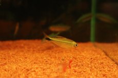 画像3: 【通販 淡水魚】大特価 ヘミグラムス cf ロドウェイ セアラ産 ワイルド【１匹 サンプル画像】(珍カラ)(生体)(熱帯魚)NKCK (3)