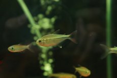画像1: 【通販 淡水魚】大特価 ファイヤーテールモンクホーシャ ワイルド【１匹 サンプル画像】(珍カラ)(生体)(熱帯魚)NKCK (1)