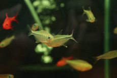 画像2: 【通販 淡水魚】大特価 ファイヤーテールモンクホーシャ ワイルド【１匹 サンプル画像】(珍カラ)(生体)(熱帯魚)NKCK (2)