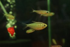 画像3: 【通販 淡水魚】大特価 ファイヤーテールモンクホーシャ ワイルド【１匹 サンプル画像】(珍カラ)(生体)(熱帯魚)NKCK (3)