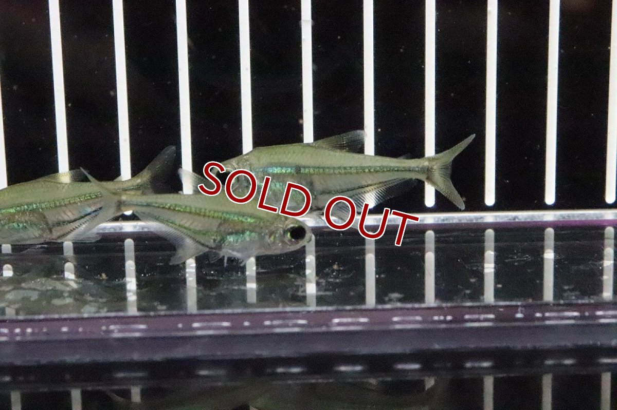 画像2: 【淡水魚】ヘテロカラックス ヴィルグラタス トカンチン産 ワイルド【1匹】（生体）【珍カラ】（熱帯魚） NKCK (2)