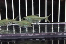 画像2: 【淡水魚】【通販】ヘテロカラックス ヴィルグラタス トカンチン産 ワイルド【1匹】（生体）【珍カラ】（熱帯魚） NKCK (2)