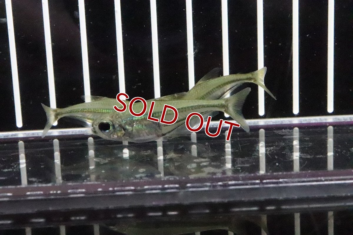 画像3: 【淡水魚】ヘテロカラックス ヴィルグラタス トカンチン産 ワイルド【1匹】（生体）【珍カラ】（熱帯魚） NKCK (3)