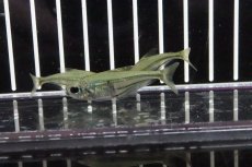 画像3: 【淡水魚】【通販】ヘテロカラックス ヴィルグラタス トカンチン産 ワイルド【1匹】（生体）【珍カラ】（熱帯魚） NKCK (3)