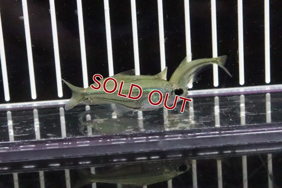 画像4: 【淡水魚】ヘテロカラックス ヴィルグラタス トカンチン産 ワイルド【1匹】（生体）【珍カラ】（熱帯魚） NKCK (4)