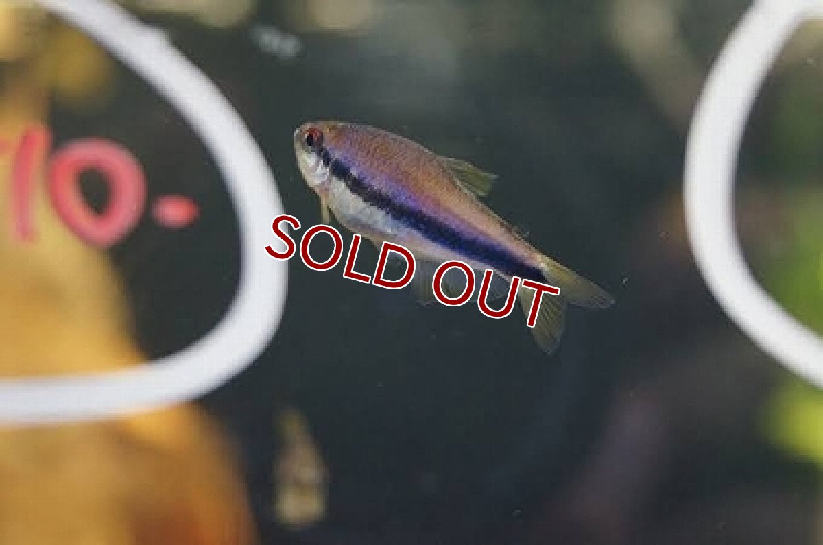 画像2: 【淡水魚】激レア インペリアルケリーマディラ水系 アリプアナ産 ワイルド【1匹】（生体）【珍カラ】（熱帯魚）NKCK (2)