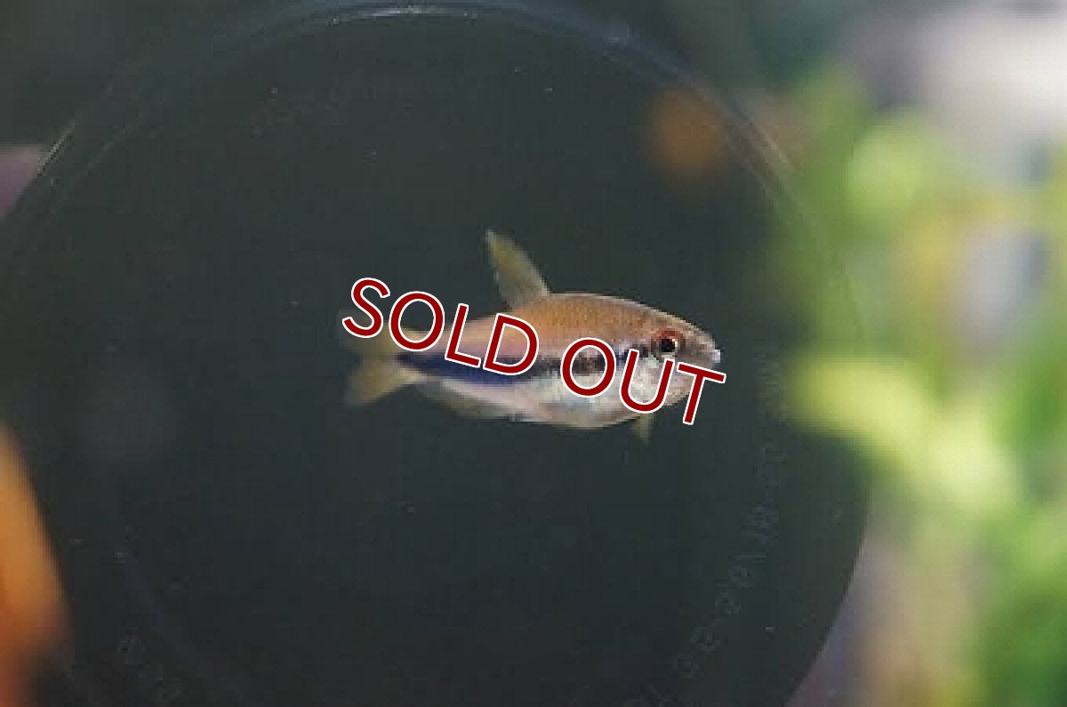 画像3: 【淡水魚】激レア インペリアルケリーマディラ水系 アリプアナ産 ワイルド【1ペア サンプル画像】（生体）【珍カラ】（熱帯魚）NKCK (3)