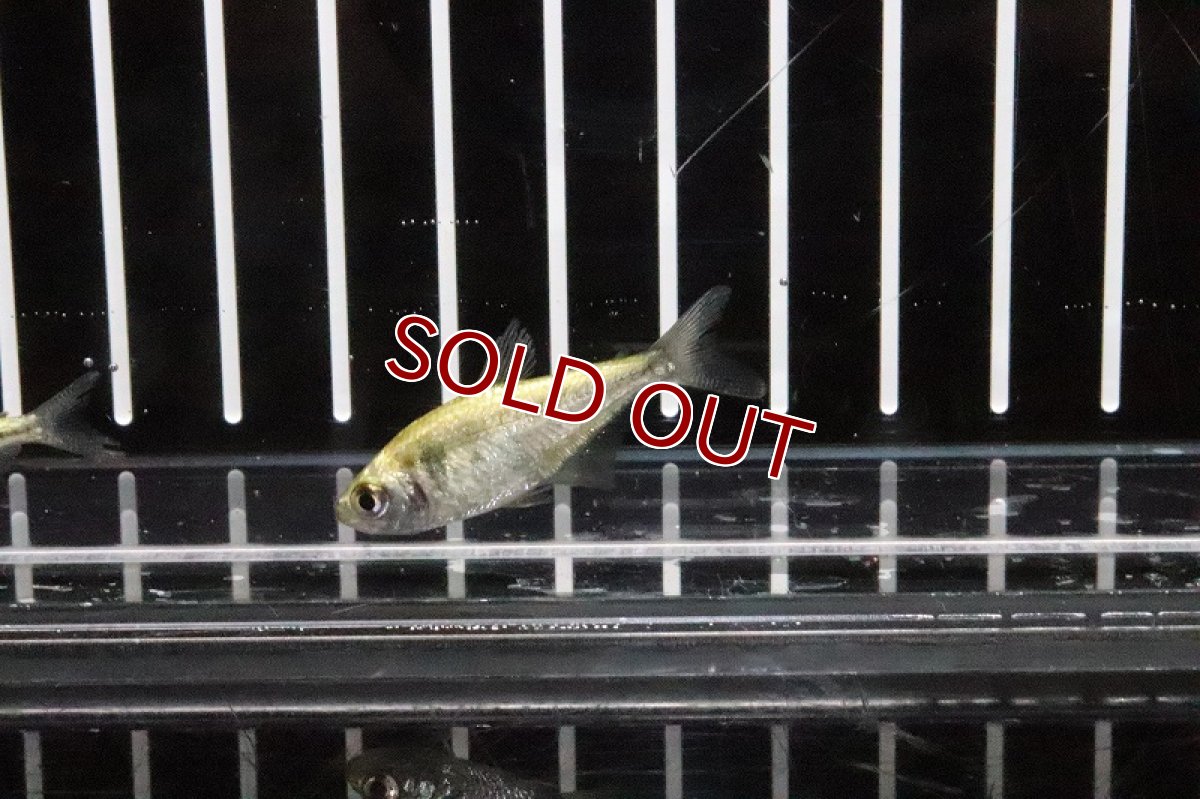 画像2: 【淡水魚】プラチナ(ゴールデン)イエローテトラ リオデジャネイロ産 ワイルド【1匹】（生体）【珍カラ】（熱帯魚）NKCK (2)