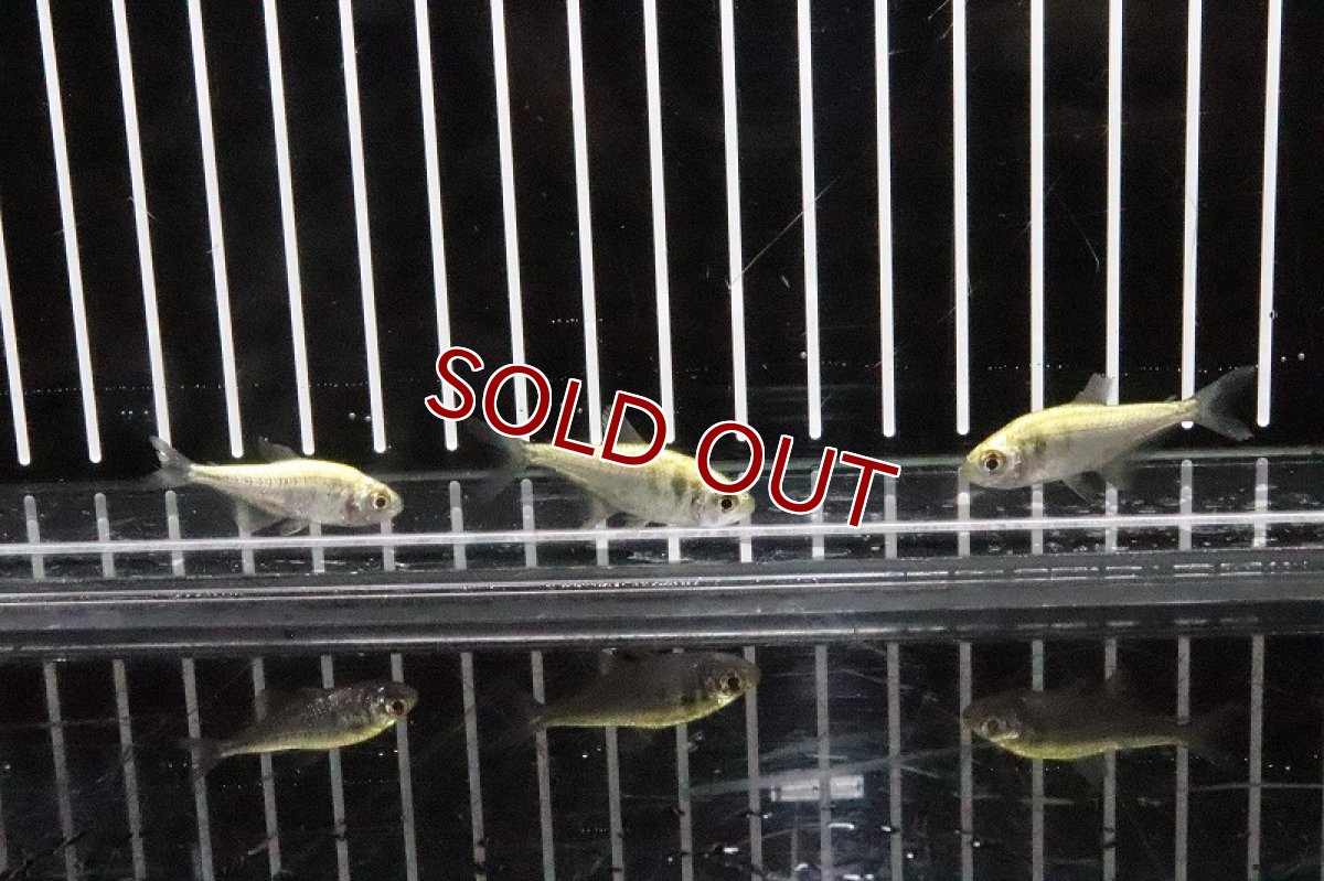 画像3: 【淡水魚】プラチナ(ゴールデン)イエローテトラ リオデジャネイロ産 ワイルド【1匹】（生体）【珍カラ】（熱帯魚）NKCK (3)