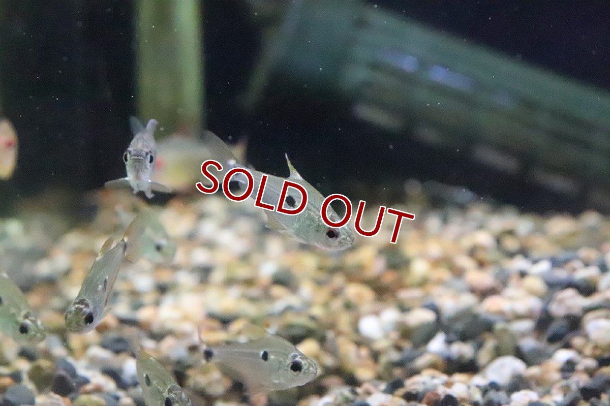 画像1: 【淡水魚】本物 テガータステトラ パンタナール産 ワイルド【1匹】（生体）【珍カラ】（熱帯魚）NKCK (1)