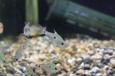 画像1: 【淡水魚】本物 テガータステトラ パンタナール産 ワイルド【1匹】（生体）【珍カラ】（熱帯魚）NKCK (1)