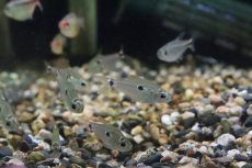 画像2: 【淡水魚】本物 テガータステトラ パンタナール産 ワイルド【1匹】（生体）【珍カラ】（熱帯魚）NKCK (2)