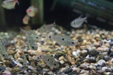 画像2: 【淡水魚】【通販】本物 テガータステトラ パンタナール産 ワイルド【1匹】（生体）【珍カラ】（熱帯魚）NKCK (2)