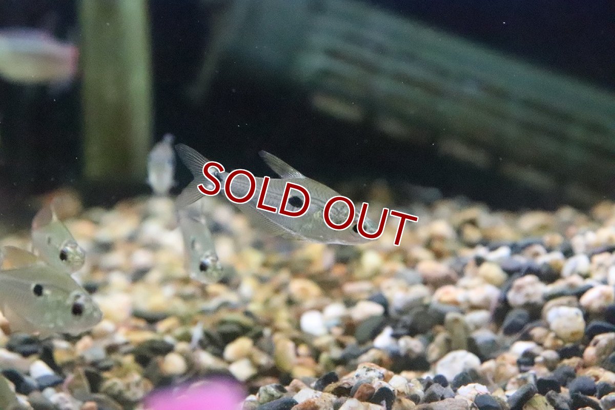 画像3: 【淡水魚】本物 テガータステトラ パンタナール産 ワイルド【1匹】（生体）【珍カラ】（熱帯魚）NKCK (3)