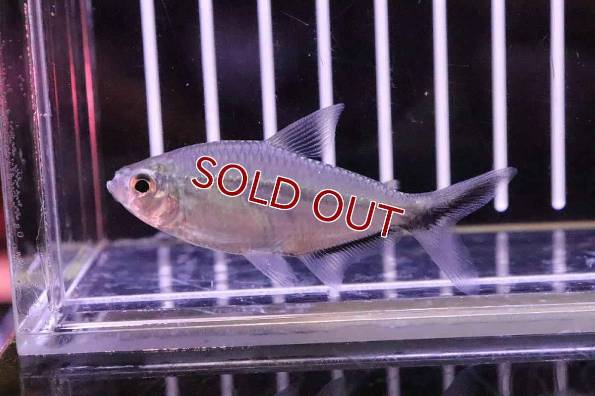 画像1: 【淡水魚】【通販】ジャックナイフテトラ【1匹 サンプル画像】（生体）【珍カラ】（熱帯魚）NKCK (1)