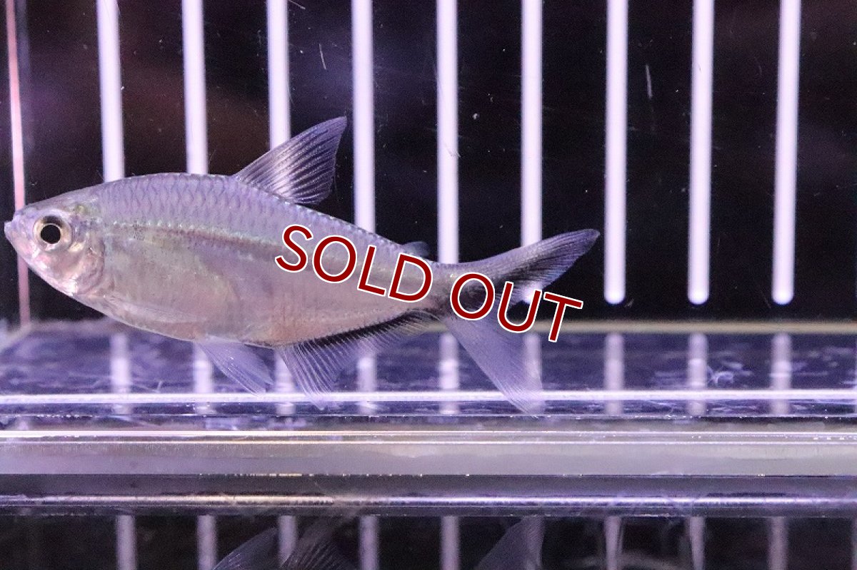 画像2: 【淡水魚】【通販】ジャックナイフテトラ【1匹 サンプル画像】（生体）【珍カラ】（熱帯魚）NKCK (2)