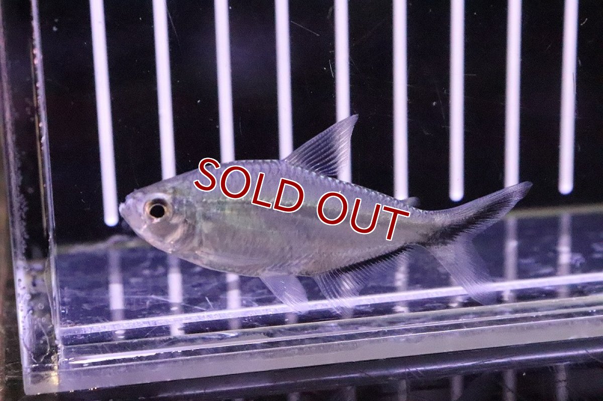 画像3: 【淡水魚】【通販】ジャックナイフテトラ【1匹 サンプル画像】（生体）【珍カラ】（熱帯魚）NKCK (3)