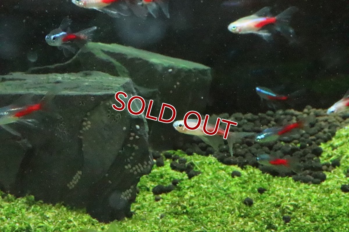 画像2: 【淡水魚】スーパーロングフィンニューゴールデンダイヤモンドヘッドネオンテトラ【1匹】（生体）【珍カラ】（熱帯魚）NKCK (2)