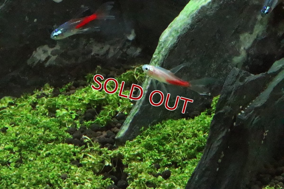 画像3: 【淡水魚】スーパーロングフィンニューゴールデンダイヤモンドヘッドネオンテトラ【1匹】（生体）【珍カラ】（熱帯魚）NKCK (3)
