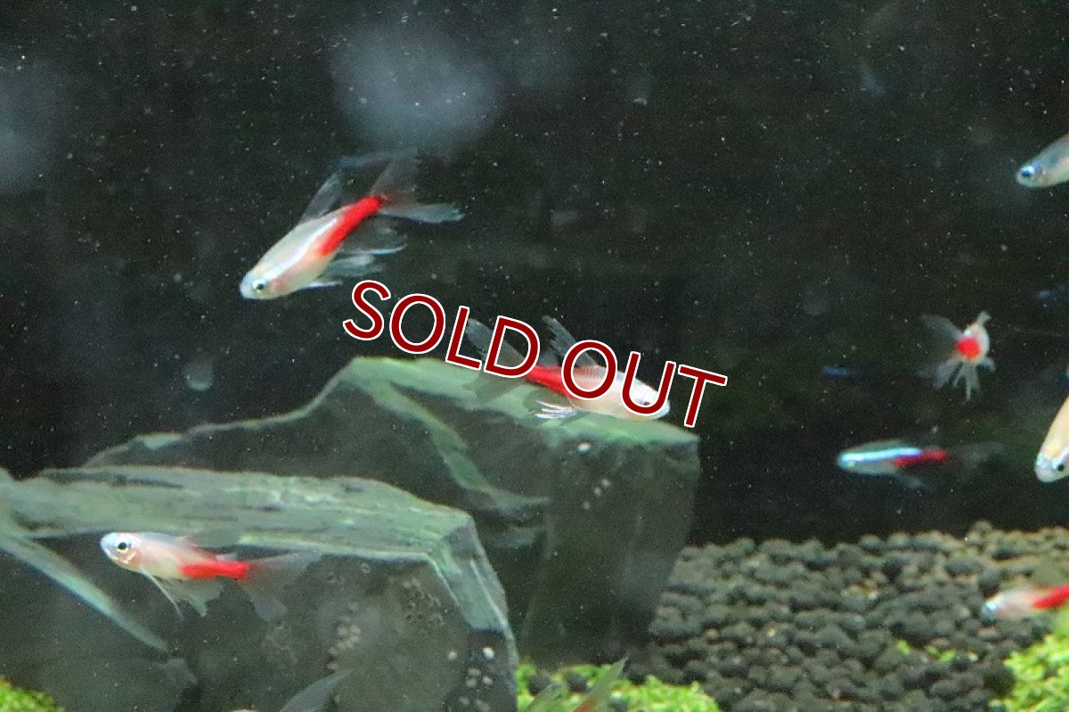 画像4: 【淡水魚】スーパーロングフィンニューゴールデンダイヤモンドヘッドネオンテトラ【1匹】（生体）【珍カラ】（熱帯魚）NKCK (4)