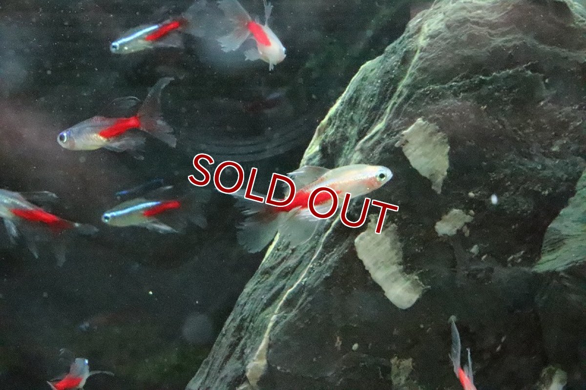 画像2: 【淡水魚】スーパーロングフィンニューゴールデンネオンテトラ【1匹】（生体）【珍カラ】（熱帯魚）NKCK (2)