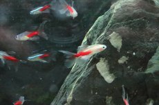 画像2: 【淡水魚】【通販】スーパーロングフィンニューゴールデンネオンテトラ【1匹】（生体）【珍カラ】（熱帯魚）NKCK (2)