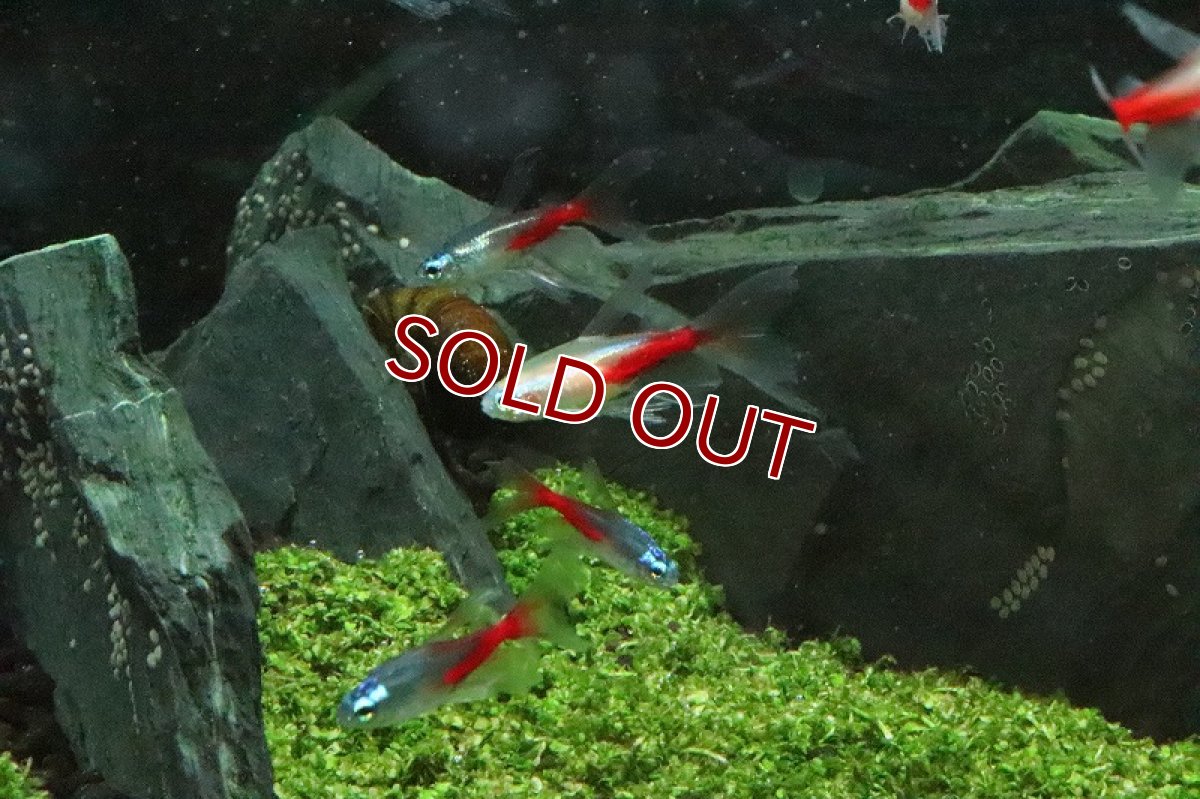 画像3: 【淡水魚】スーパーロングフィンニューゴールデンネオンテトラ【1匹】（生体）【珍カラ】（熱帯魚）NKCK (3)