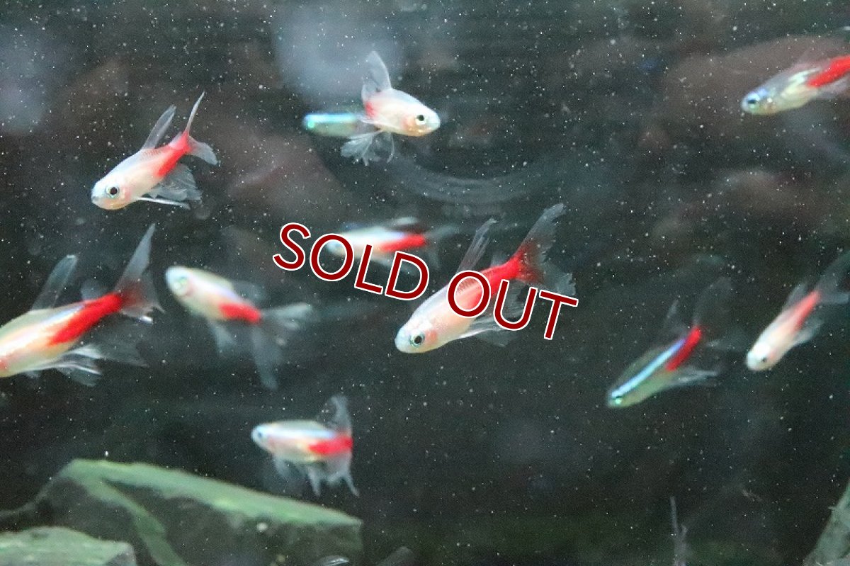 画像4: 【淡水魚】スーパーロングフィンニューゴールデンネオンテトラ【1匹】（生体）【珍カラ】（熱帯魚）NKCK (4)