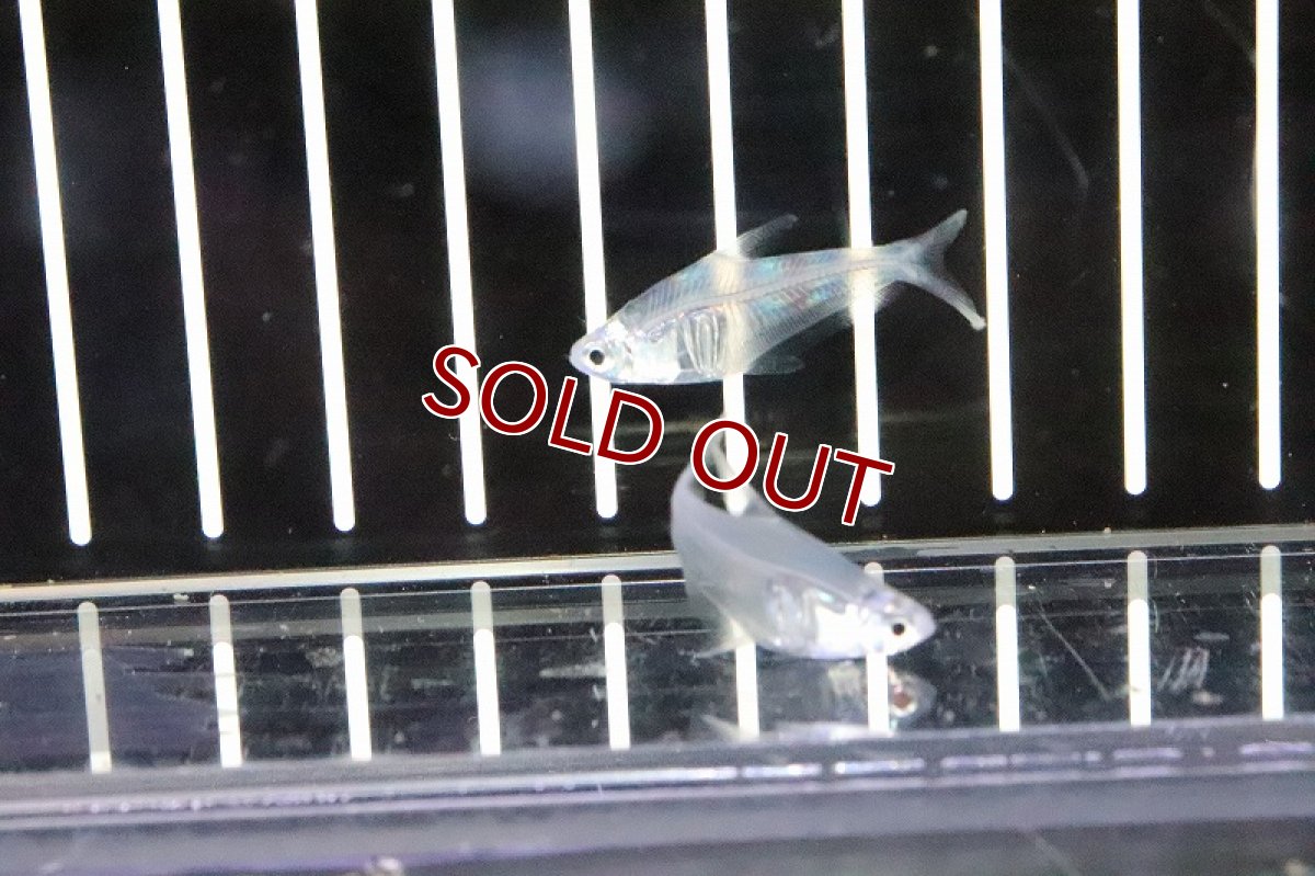 画像2: 【淡水魚】ペルーグラステトラ ワイルド【1匹 サンプル画像】（生体）【珍カラ】（熱帯魚）NKCK (2)