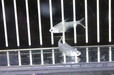 画像2: 【淡水魚】【通販】ペルーグラステトラ ワイルド【1匹 サンプル画像】（生体）【珍カラ】（熱帯魚）NKCK (2)