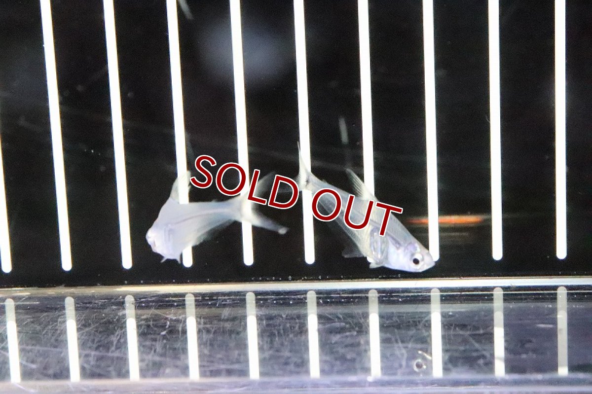 画像3: 【淡水魚】ペルーグラステトラ ワイルド【1匹 サンプル画像】（生体）【珍カラ】（熱帯魚）NKCK (3)