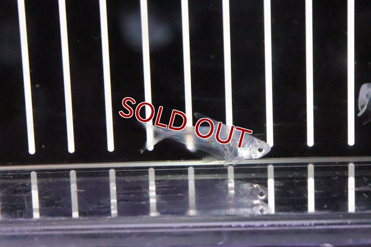 画像4: 【淡水魚】ペルーグラステトラ ワイルド【1匹 サンプル画像】（生体）【珍カラ】（熱帯魚）NKCK (4)