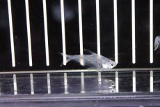 画像4: 【淡水魚】【通販】ペルーグラステトラ ワイルド【1匹 サンプル画像】（生体）【珍カラ】（熱帯魚）NKCK (4)